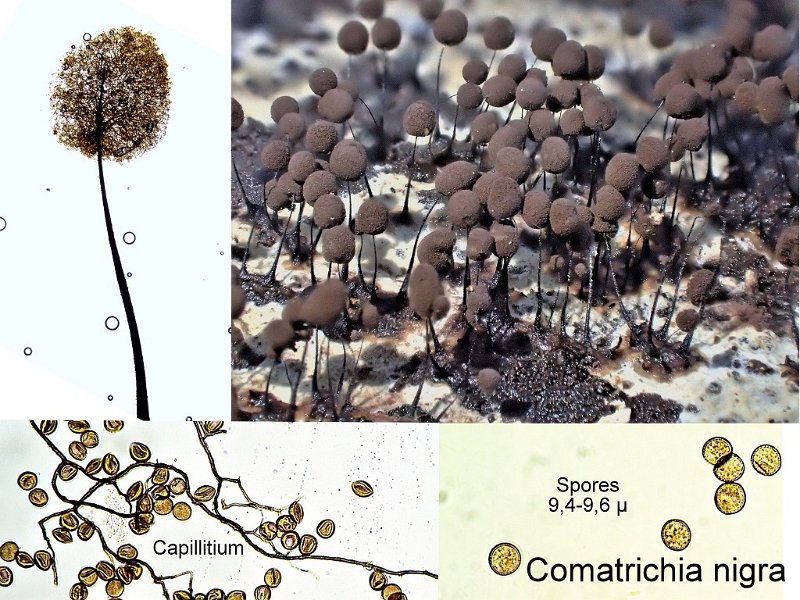 Comatricha nigra-amf1948-1.jpg - Comatricha nigra ; Syn: Stemonitis obtusata ; Nom français: Comatrichie noire